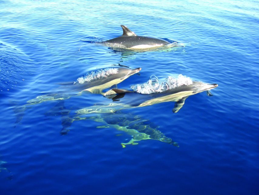 Fuzeta: Dolphin Observation Tour - Why Fuzeta and Ria Formosa make sense for dolphin spotting