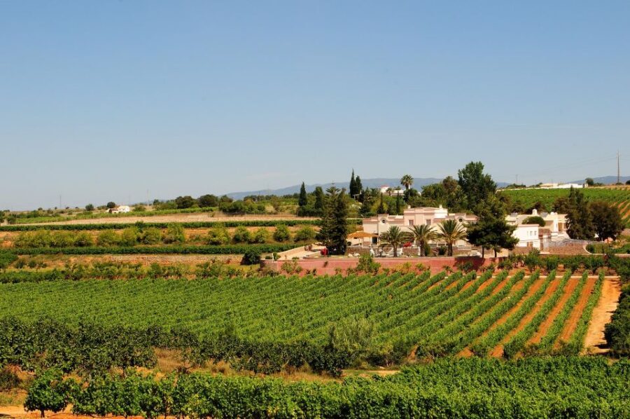 Lagoa: Guided Winery Tour and Local Wine Tasting - Wine tasting on the terrace: what you actually get