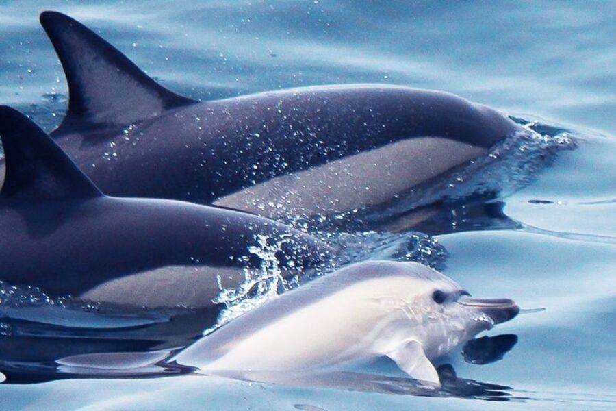 Lagos: Dolphin Watching with Professional Marine Biologists - Meet at Marina de Lagos: quick start, easy boarding