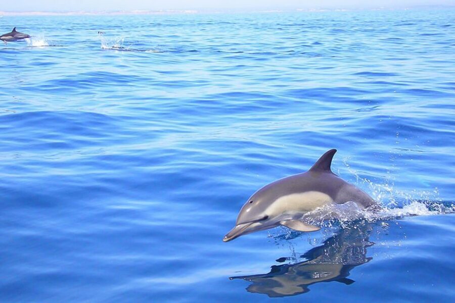 Lagos: Dolphin Watching with Professional Marine Biologists - The Tornado RIB ride: speed, wind, and comfort balance