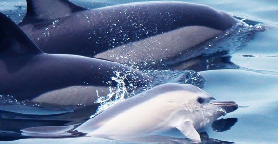 Lagos: Dolphin Watching with Professional Marine Biologists - The 90-minute rhythm: from departure to dolphin-time