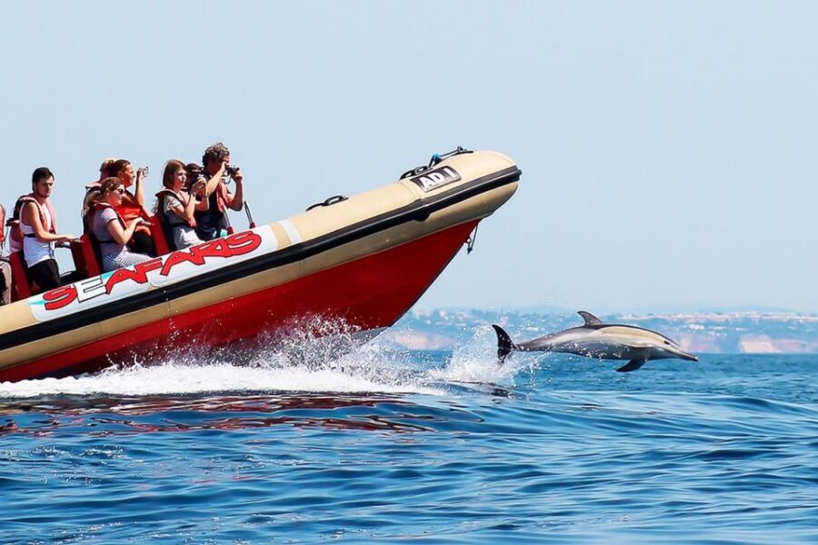 Lagos: Dolphin Watching with Professional Marine Biologists - Dolphins, whales, and other sightings off Lagos