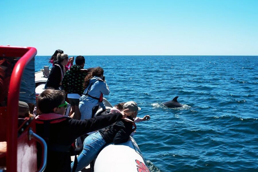 Lagos: Dolphin Watching with Professional Marine Biologists - Rules that keep it ethical: no feeding, no crowding