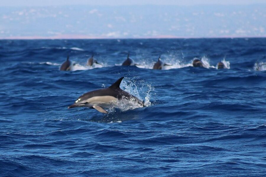 Lagos: Dolphin Watching with Professional Marine Biologists - Should you book Dolphin Seafaris in Lagos?