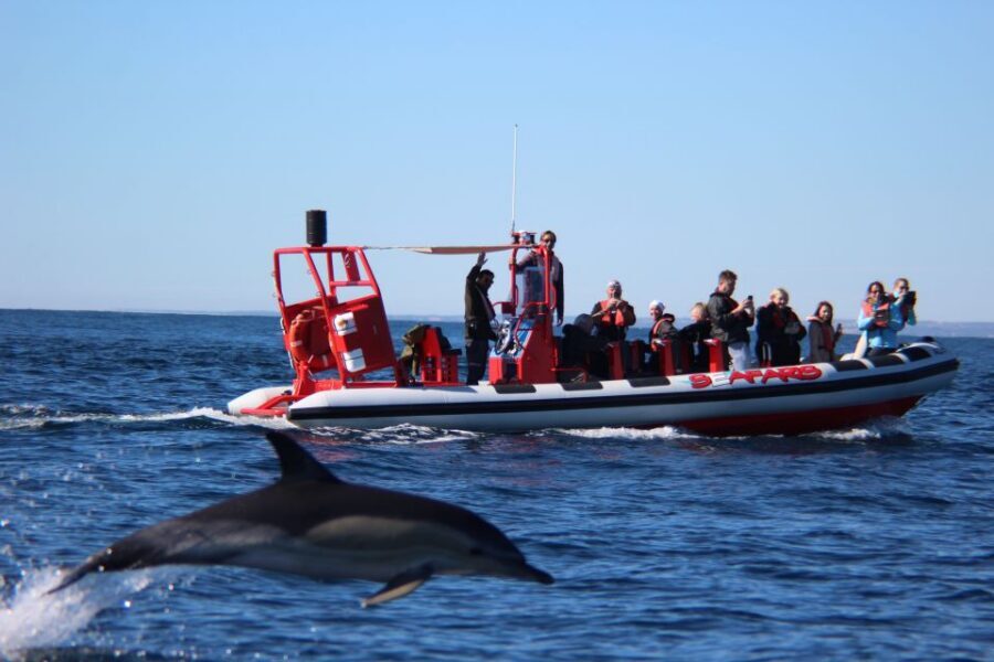 Lagos: Dolphin Watching with Professional Marine Biologists - Marine biologists in Lagos waters: how the searching actually works