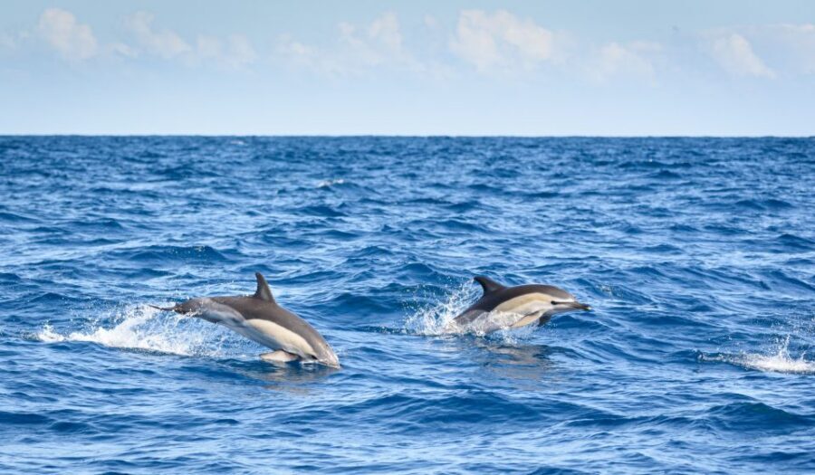 Lagos: Dolphins & Caves - Catamaran - Key things that make this tour work