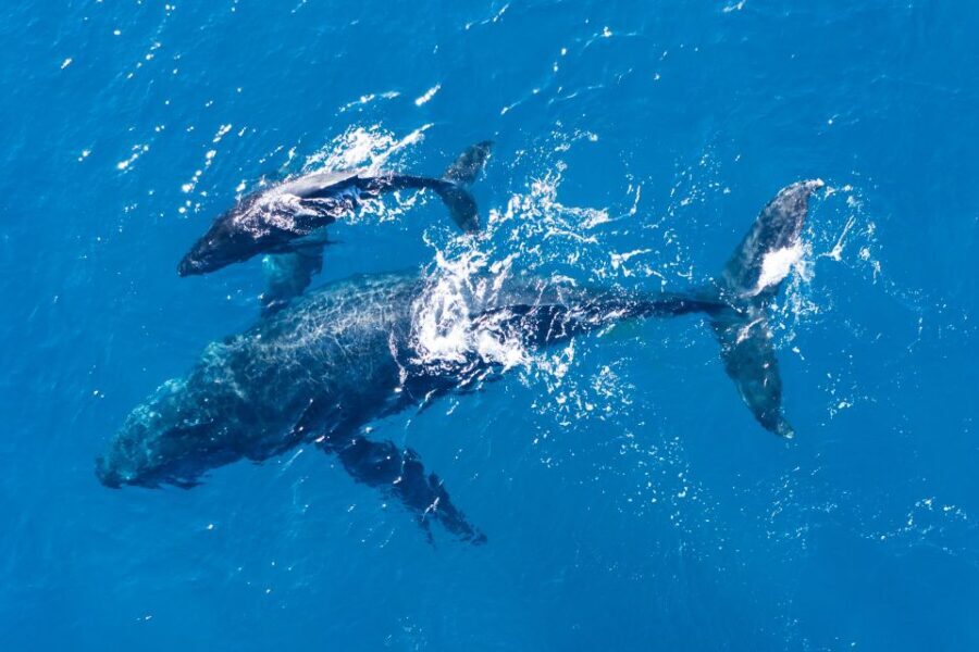 Lagos: Dolphins & Caves - Catamaran - Who should book (and who should skip it)