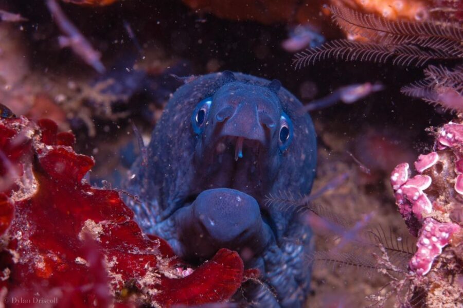 Lagos: Guided Scuba Diving Trip for Beginners - Short Boat Trip Along the Lagos Coast