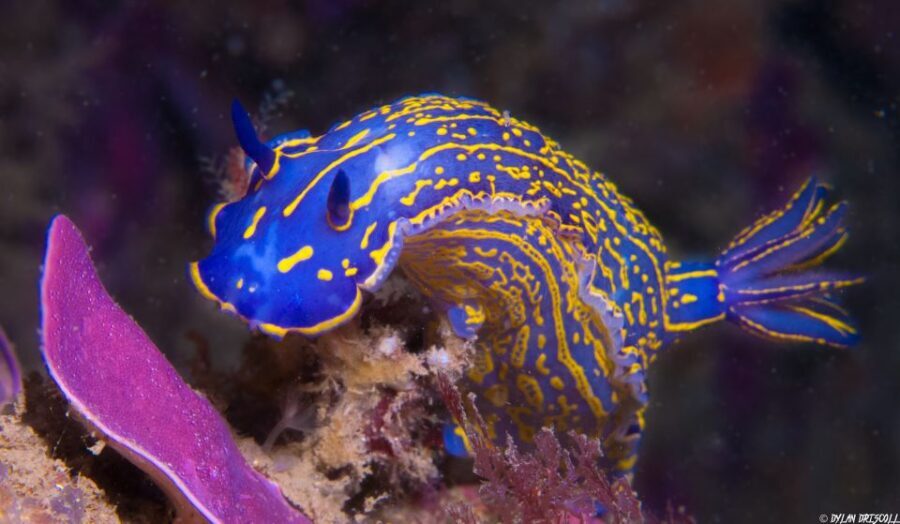 Lagos: Guided Scuba Diving Trip for Beginners - The Underwater Session (About 35 Minutes): What You’ll Actually See