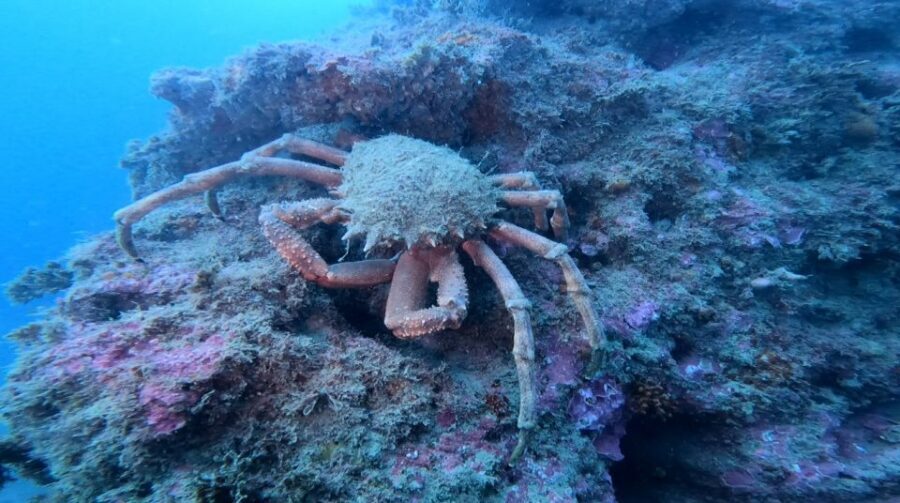 Lagos: Guided Scuba Diving Trip for Beginners - Who This Beginner Scuba Trip Is (and Isn’t) For