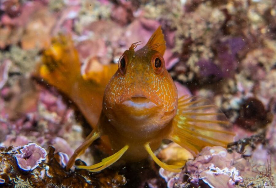 Lagos: Guided Scuba Diving Trip for Beginners - Gear Up Without Stress: Full Equipment Provided