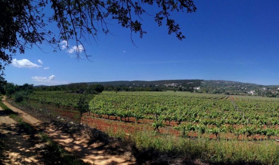 Loulé: Quinta da Tôr Winery Guided Tour and Wine Tasting - Quinta da Tôr in Loulé: the Algarve wine break you can actually fit in