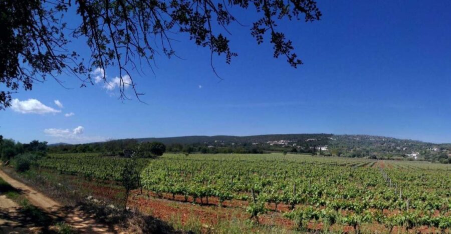 Loulé: Quinta da Tôr Winery Guided Tour and Wine Tasting - The Algarve grape list you’ll hear during the tour