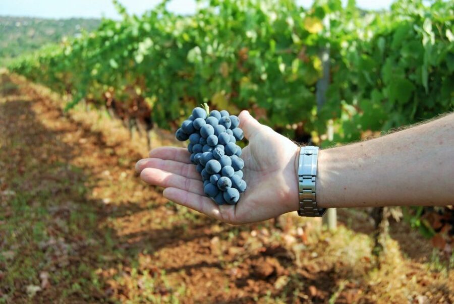 Loulé: Quinta da Tôr Winery Guided Tour and Wine Tasting - Choosing Classic, Oaky, Brave, Premium, or Golden Algibre
