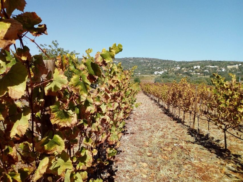 Loulé: Quinta da Tôr Winery Guided Tour and Wine Tasting - Add-ons on site: tapas and cheese if you want more