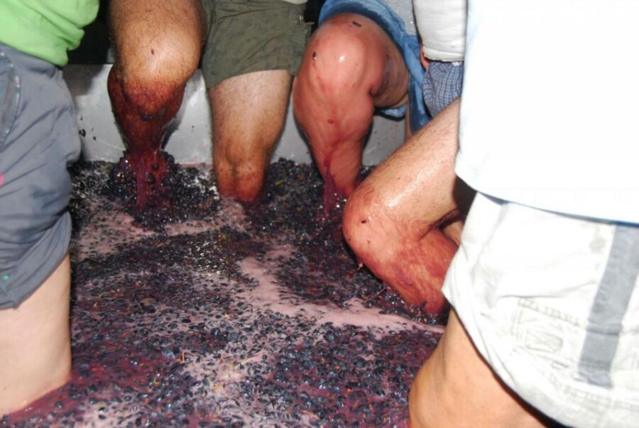 Loulé: Quinta da Tôr Winery Guided Tour and Wine Tasting - The 30-minute guided tour: what you’ll see and why it matters