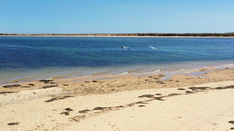 Olhão: Ria Formosa National Park Boat Cruise - The captain’s commentary: history plus biodiversity you can actually picture