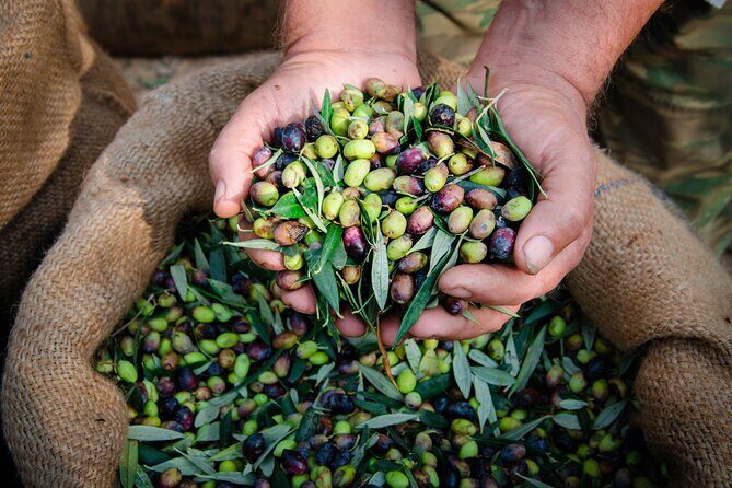 Olive Oil Private Tour in Portugal - The traditional olive oil mill and how olives become extra virgin oil