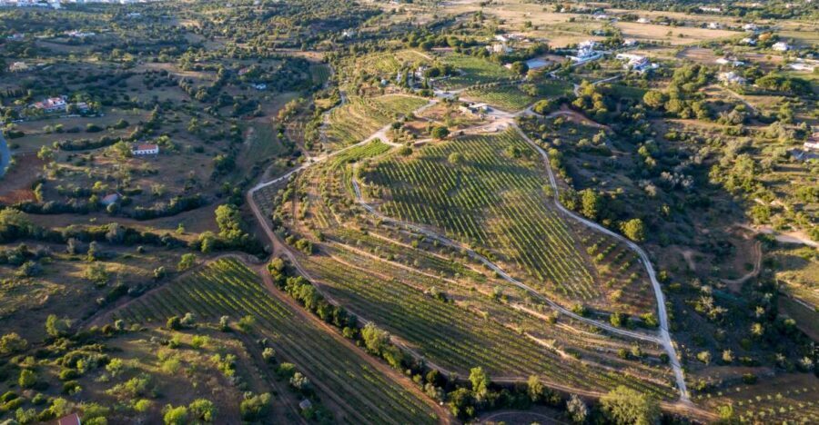 Porches: Algarve Vineyard Tour and Wine Tasting Experience - Key things that make this Algarve tasting worth your time