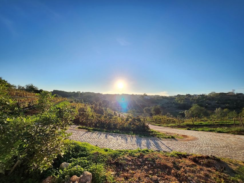 Porches: Algarve Vineyard Tour and Wine Tasting Experience - Quinta dos Capinhas near Albufeira and Portimão: what you’re really buying