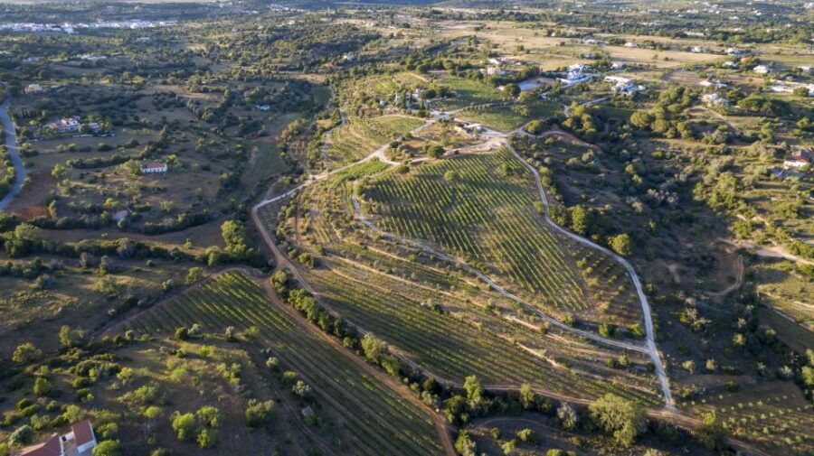 Porches: Algarve Vineyard Tour and Wine Tasting Experience - The 1.5-hour flow: how the experience unfolds without feeling rushed