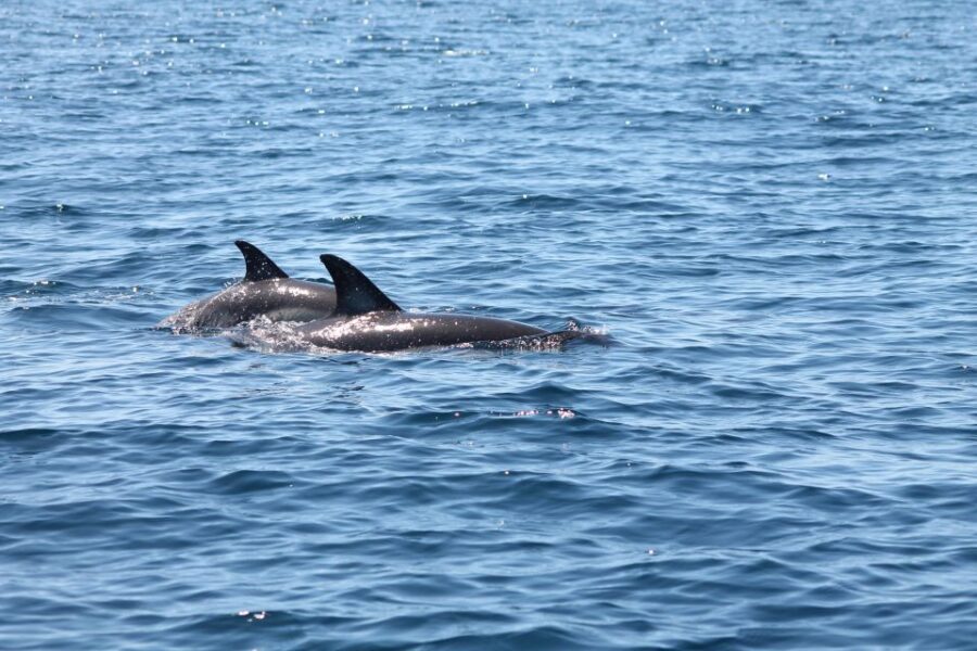 Portimão: 2-Hour Dolphin Watching Boat Tour - Key takeaways before you board