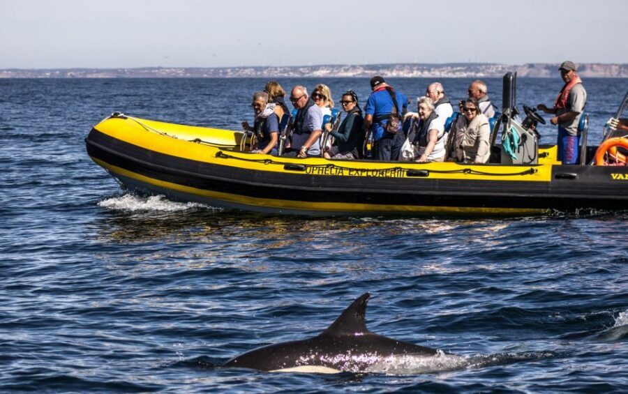 Portimão: 2-Hour Dolphin Watching Boat Tour - Benagil Caves and the Algarve Coast: why the second half changes the mood