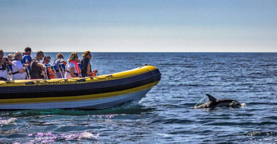 Portimão: 2-Hour Dolphin Watching Boat Tour - Safety, tides, and comfort on a speed-boat ride