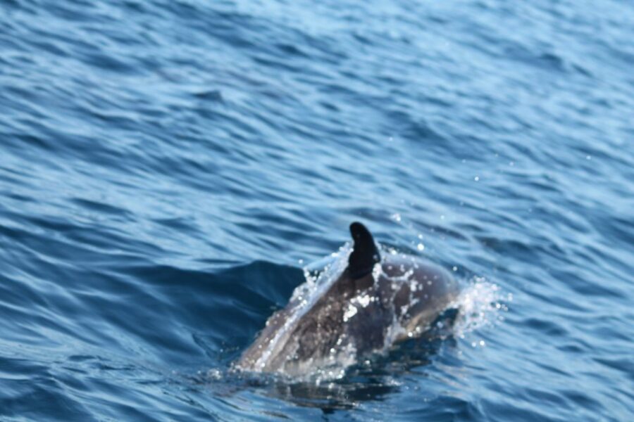 Portimão: 2-Hour Dolphin Watching Boat Tour - Meeting point and day-of logistics: how to avoid wasted time
