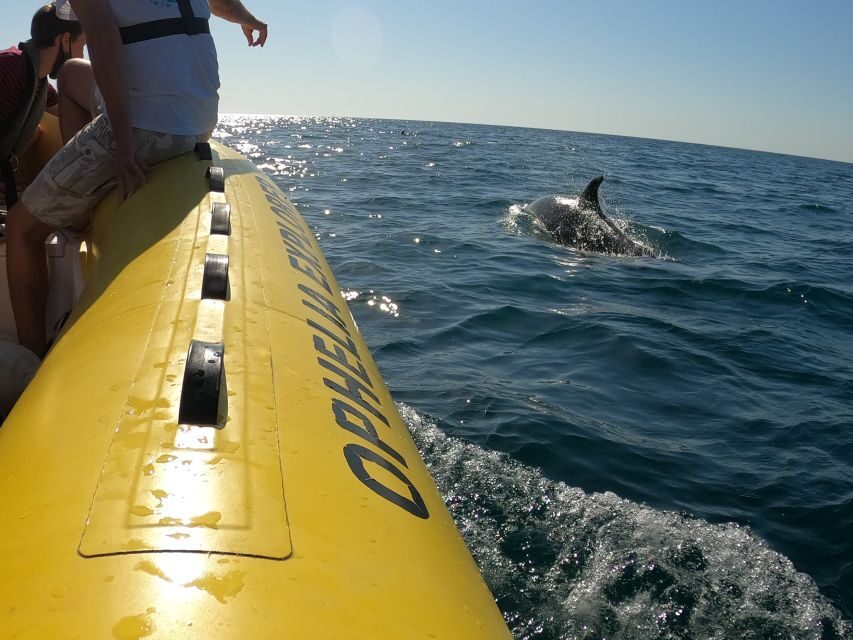 Portimão: 2-Hour Dolphin Watching Boat Tour - What to bring: the short list that keeps your day easy