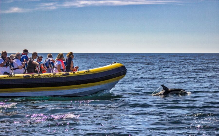 Portimão: 2-Hour Dolphin Watching Boat Tour - Who should book this Portimão dolphin and Benagil caves tour