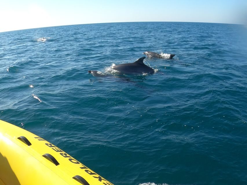 Portimão: 2-Hour Dolphin Watching Boat Tour - Dolphin Spotting: the 95% odds and how you should judge the chances