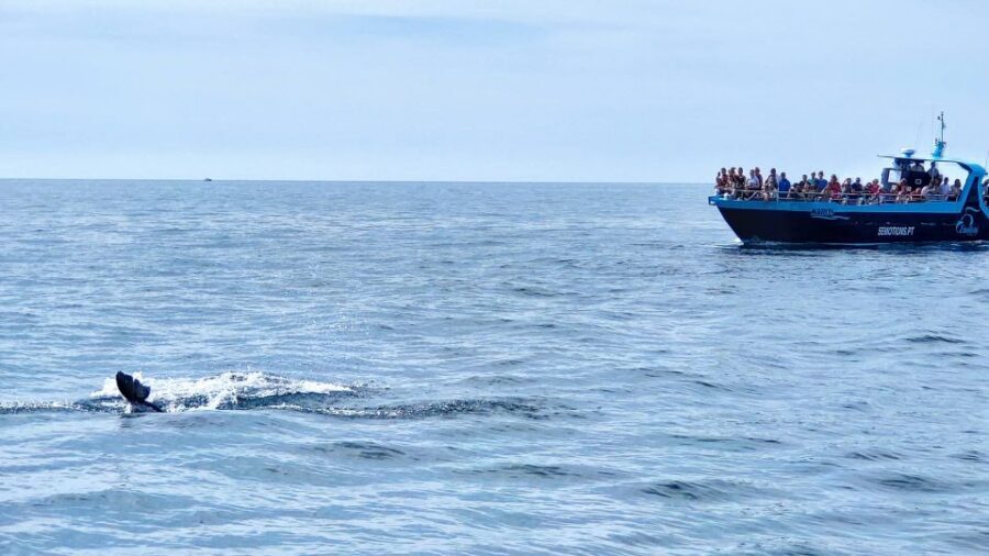 Portimão: Benagil Caves & Dolphins Watching with Biologist - Key things to know before you go