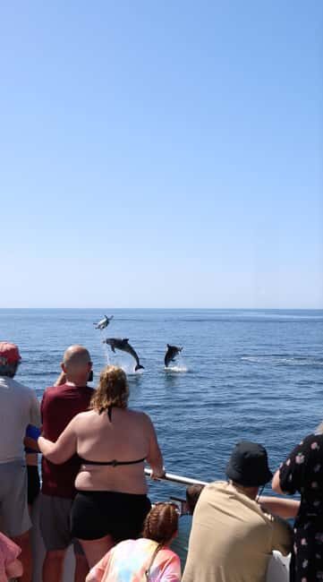 Vilamoura: Boat Tour Dolphin Quest & Marine Life Search - Dolphin Spotting Odds: What 84% Really Means for Your Day