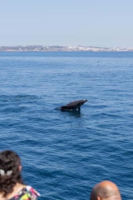 Vilamoura: Boat Tour Dolphin Quest & Marine Life Search - Comfort on a Vilamoura Catamaran: Deck Time Without the Grind