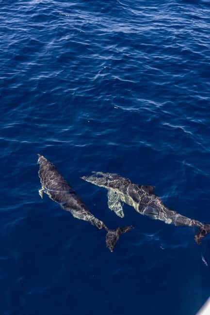 Vilamoura: Boat Tour Dolphin Quest & Marine Life Search - What You’ll See Besides Dolphins (When Nature Adds Extra)