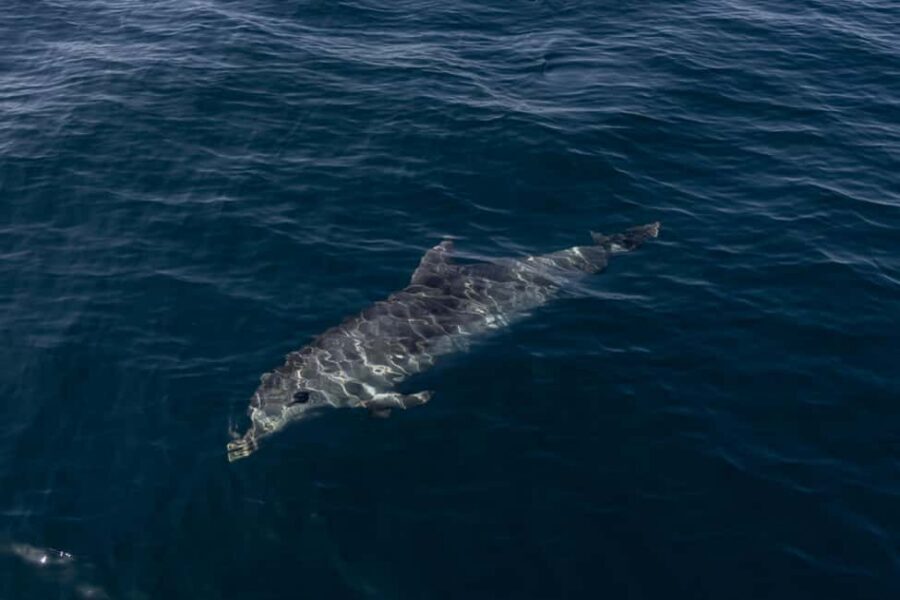 Vilamoura: Boat Tour Dolphin Quest & Marine Life Search - Price and Value: Is It Worth $47?