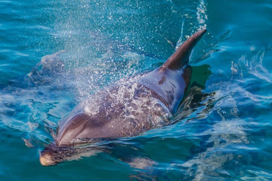 Vilamoura: Boat Tour Dolphin Quest & Marine Life Search - Meeting Point at O’Neills: Where to Start Without Stress