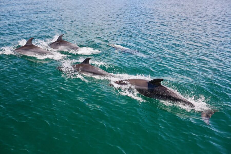 Vilamoura: Boat Tour Dolphin Quest & Marine Life Search - The Crew, Marine Specialists, and Dolphin Rules That Keep It Real